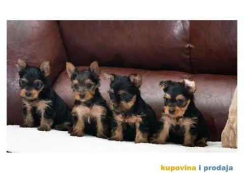 Jorkširski terijer stenci - 3/4