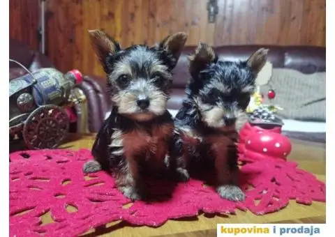 Jorkširski terijer stenci - 4/4