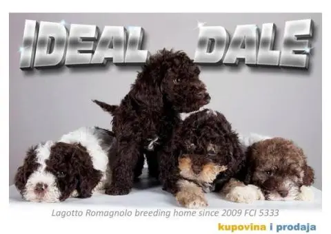 Lagotto Romagnolo štenci - 1/14