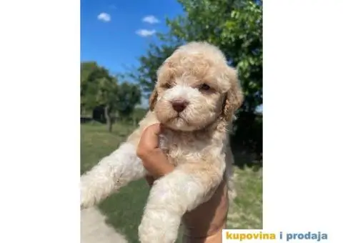 Lagotto Romagnolo štenci - 2/14