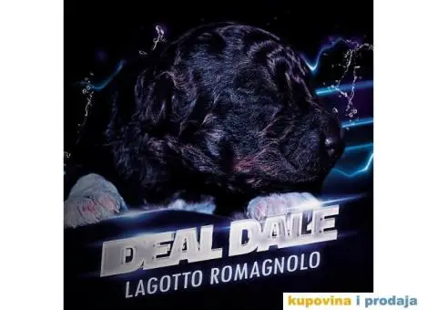 Lagotto Romagnolo štenci - 3/14