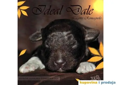 Lagotto Romagnolo štenci - 4/14