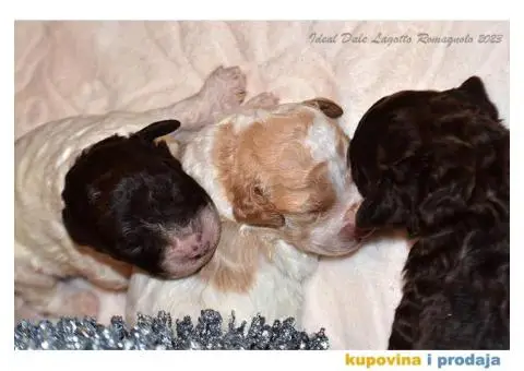 Lagotto Romagnolo štenci - 5/14