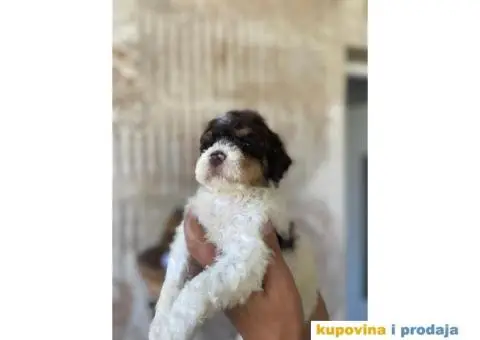 Lagotto Romagnolo štenci - 6/14
