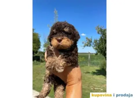 Lagotto Romagnolo štenci - 7/14