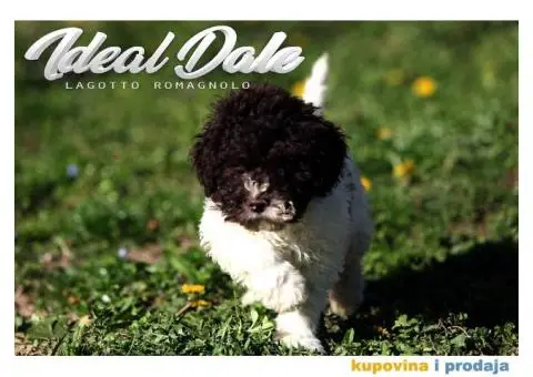 Lagotto Romagnolo štenci - 8/14
