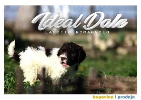 Lagotto Romagnolo štenci - 9/14