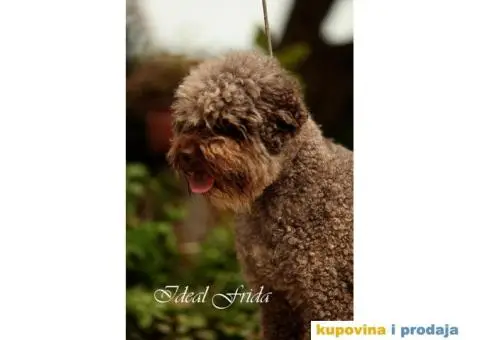 Lagotto Romagnolo štenci - 11/14