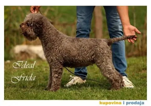 Lagotto Romagnolo štenci - 12/14