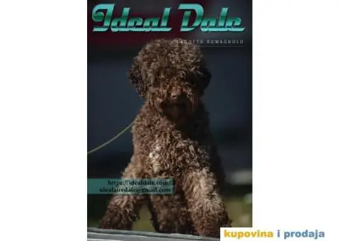 Lagotto Romagnolo štenci - 13/14