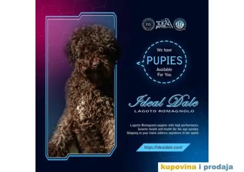 Lagotto Romagnolo štenci - 14/14