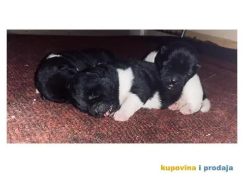 Američka akita štenci - 1/10