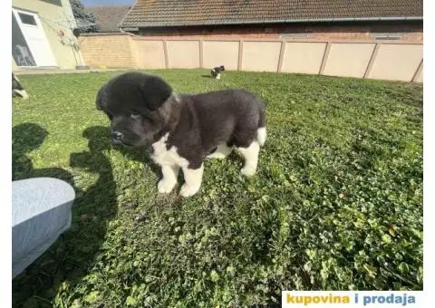 Američka akita štenci - 5/10