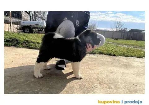 Američka akita štenci - 8/10