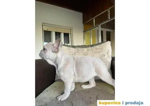 Egzotični Francuski Buldog - 1/8