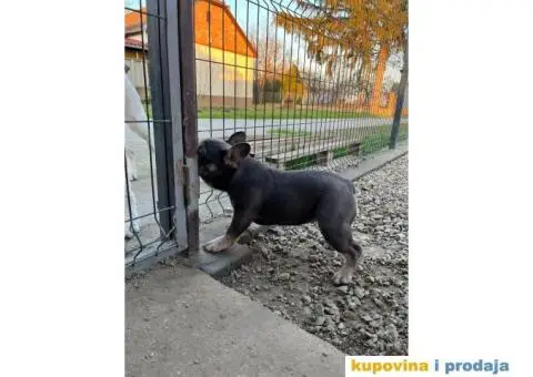 Egzotični Francuski Buldog - 2/8