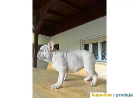 Egzotični Francuski Buldog - 3/8