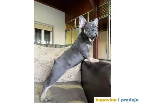 Egzotični Francuski Buldog - 4/8