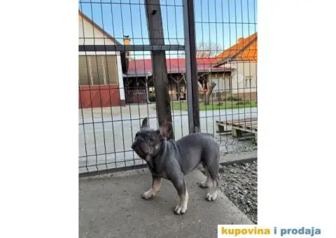 Egzotični Francuski Buldog - 5/8