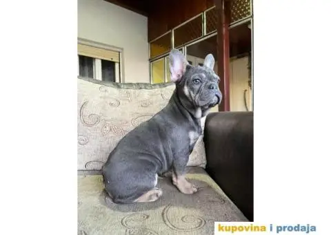 Egzotični Francuski Buldog - 6/8