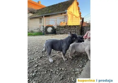 Egzotični Francuski Buldog - 7/8