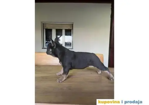 Egzotični Francuski Buldog - 8/8