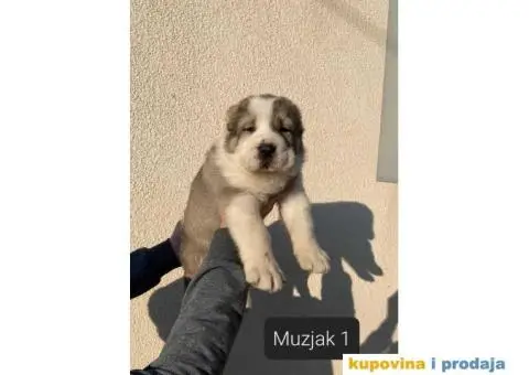 Srednjeazijski ovčar štenci - 1/13