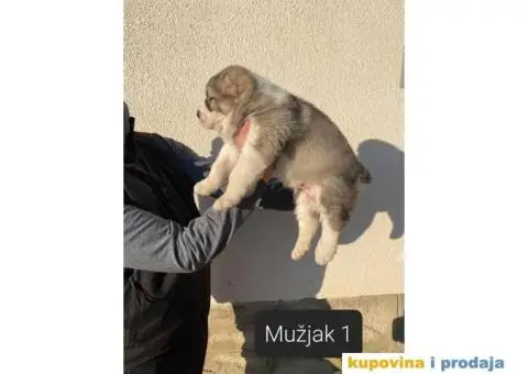 Srednjeazijski ovčar štenci - 2/13