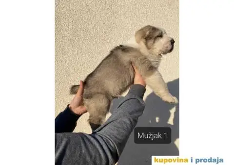 Srednjeazijski ovčar štenci - 3/13