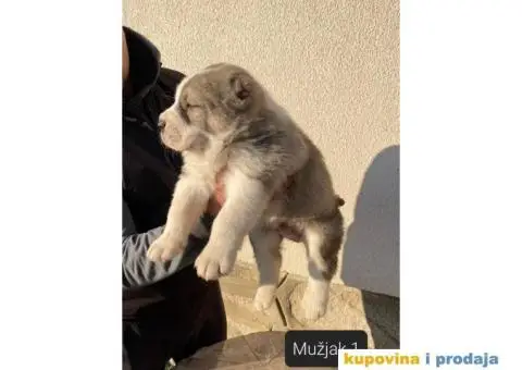 Srednjeazijski ovčar štenci - 4/13