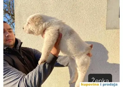 Srednjeazijski ovčar štenci - 5/13