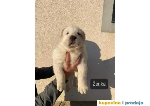 Srednjeazijski ovčar štenci - 6/13