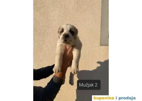 Srednjeazijski ovčar štenci - 7/13