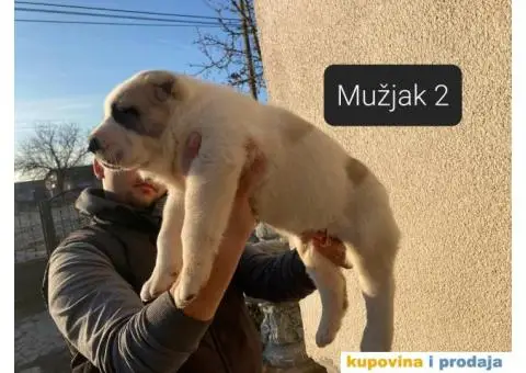 Srednjeazijski ovčar štenci - 8/13