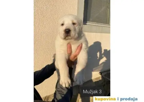 Srednjeazijski ovčar štenci - 9/13