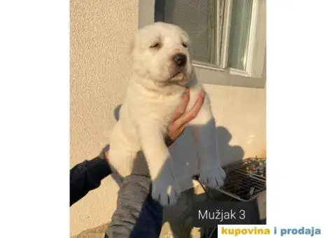 Srednjeazijski ovčar štenci - 10/13