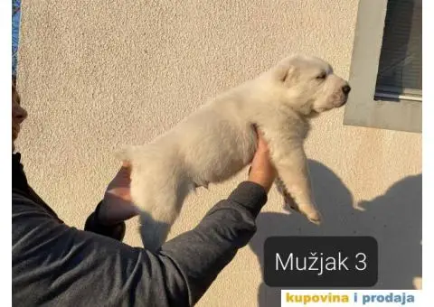 Srednjeazijski ovčar štenci - 11/13