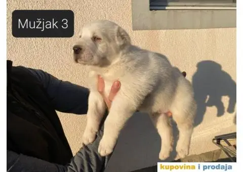 Srednjeazijski ovčar štenci - 12/13