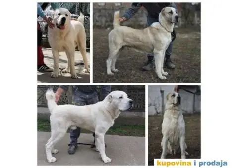 Srednjeazijski ovčar štenci - 13/13