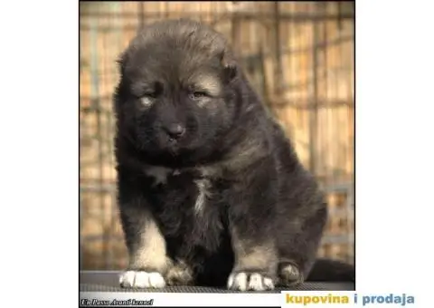 Kavkaski ovčar ŠTENCI - 1/10