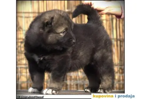 Kavkaski ovčar ŠTENCI - 2/10