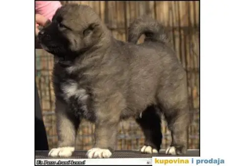 Kavkaski ovčar ŠTENCI - 3/10