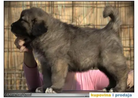 Kavkaski ovčar ŠTENCI - 4/10