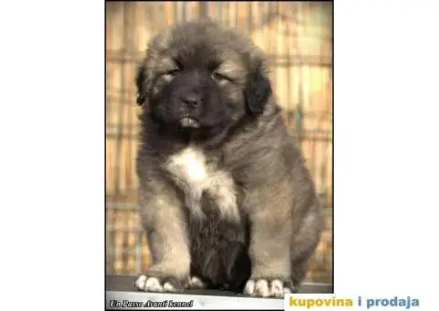 Kavkaski ovčar ŠTENCI - 5/10