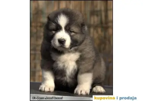 Kavkaski ovčar ŠTENCI - 6/10