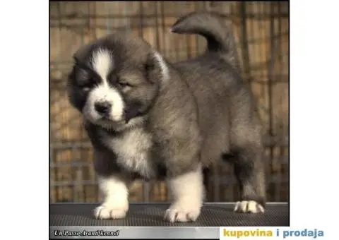 Kavkaski ovčar ŠTENCI - 7/10