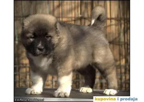 Kavkaski ovčar ŠTENCI - 8/10