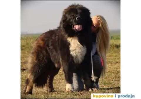 Kavkaski ovčar ŠTENCI - 9/10