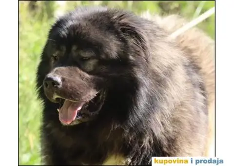 Kavkaski ovčar ŠTENCI - 10/10