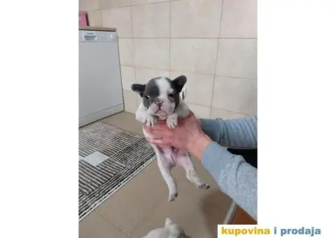 Francuski buldog